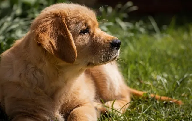 Labrador Retriever Growing