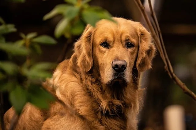 Labrador Retriever Growing