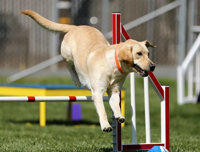 How Fast can a Labrador Retriever Run