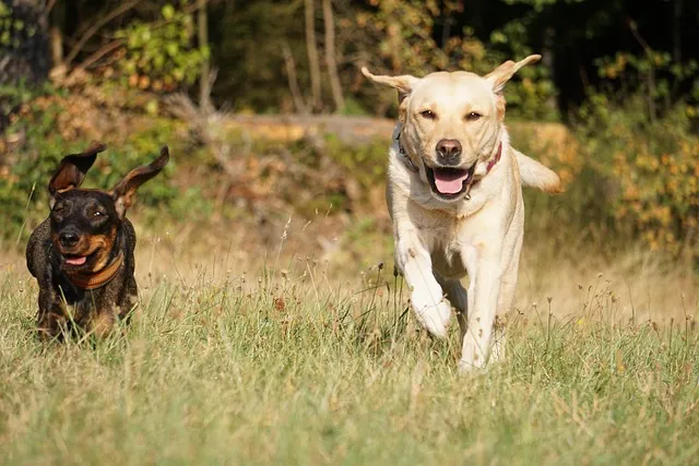 How Fast can a Labrador Retriever Run