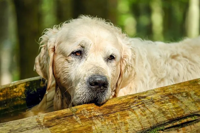 Labrador Retriever Shedding