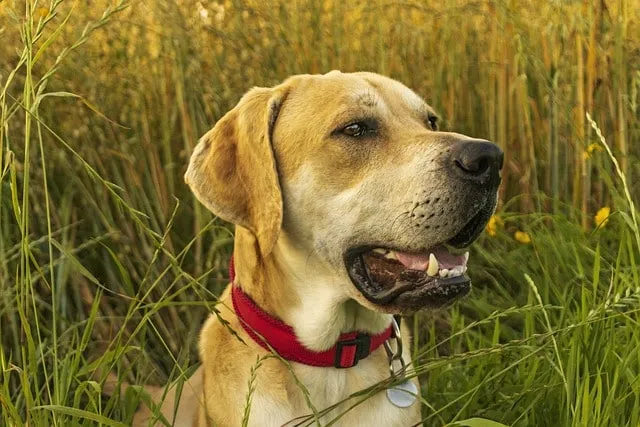 Do Labrador Retrievers Bark a Lot?