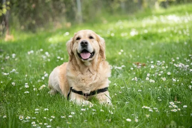 labrador retriever with cat