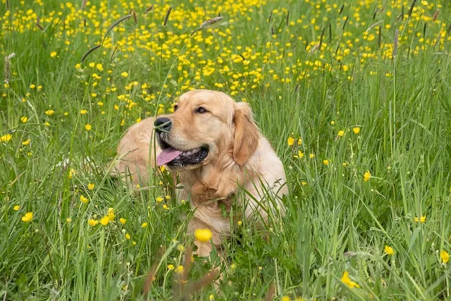 Can Golden Retrievers be Aggressive
