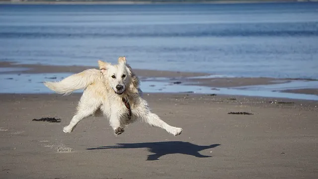 Can Golden Retrievers be Aggressive