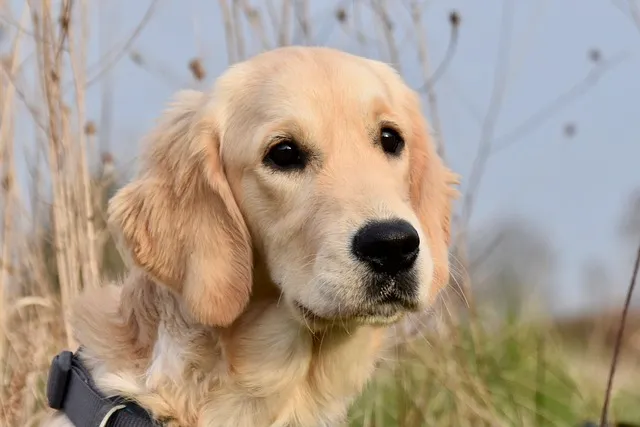 Can Golden Retrievers be Aggressive