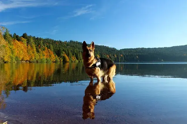 Do German Shepherds Like To Swim