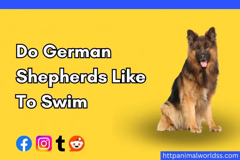 Do German Shepherds Like To Swim