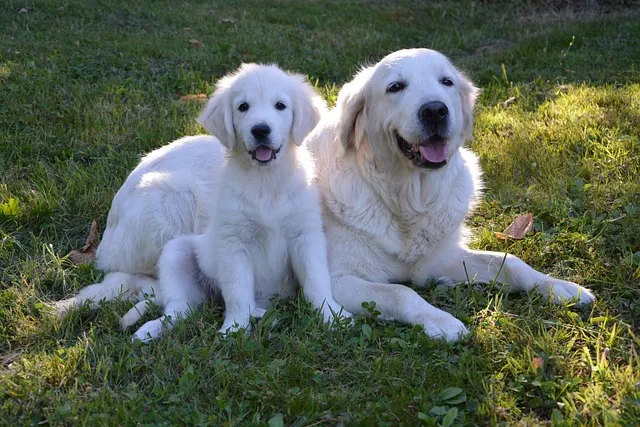English Cream Golden Retriever Lifespan