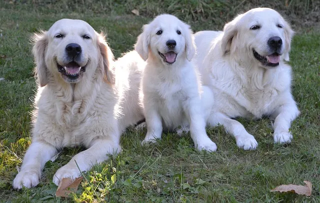 English Cream Golden Retriever Lifespan
