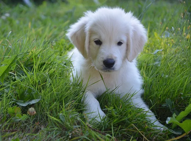 English Cream Golden Retriever Lifespan