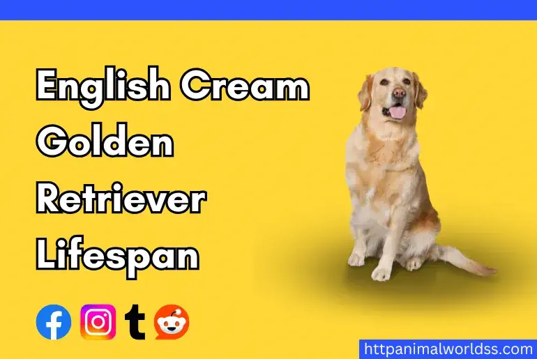 English Cream Golden Retriever Lifespan