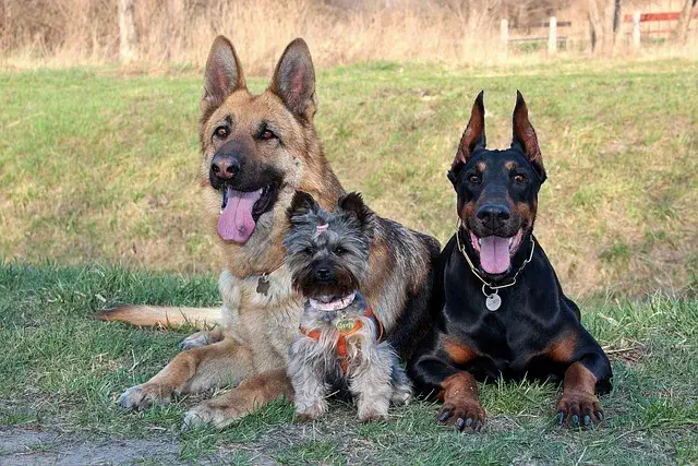 How Many Puppies Can A German Shepherd Have