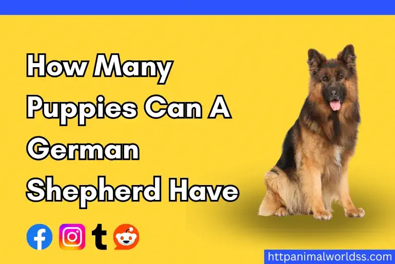 How Many Puppies Can A German Shepherd Have