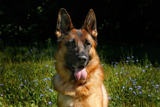 How Many Teeth Do German Shepherds Have