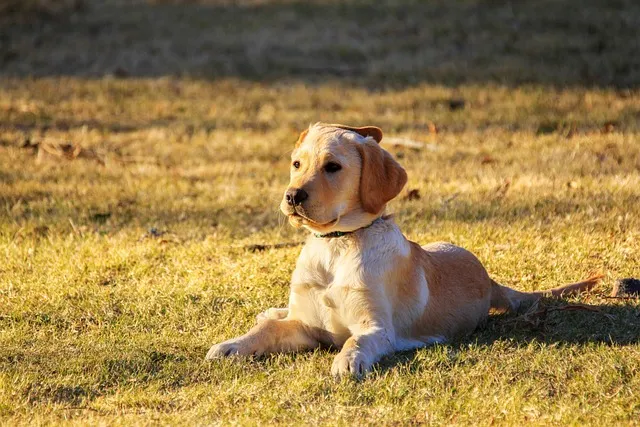 How Smart are Golden Retrievers