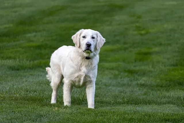 How Smart are Golden Retrievers
