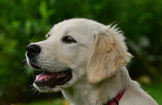 How Smart are Golden Retrievers