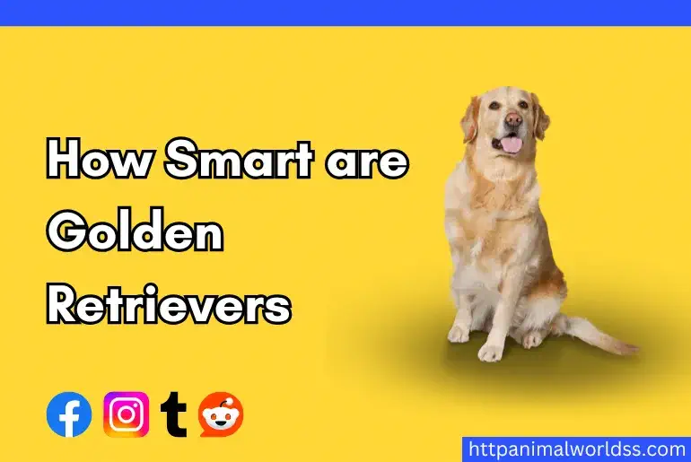 How Smart are Golden Retrievers