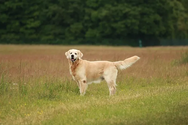Is a Golden Retriever Hypoallergenic