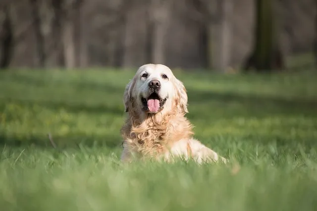 Is a Golden Retriever Hypoallergenic