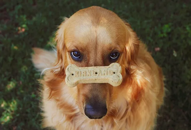 Is a Golden Retriever Hypoallergenic