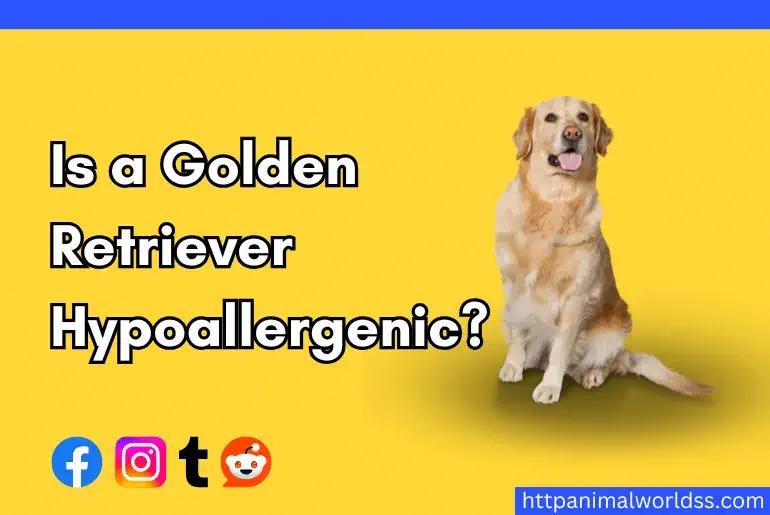 Is a Golden Retriever Hypoallergenic