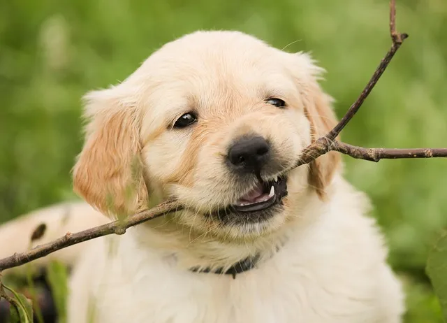 The Bite Force of a Golden Retriever