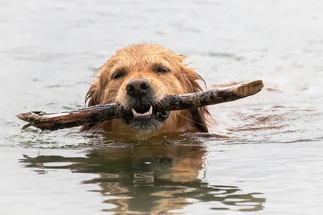 The Bite Force of a Golden Retriever