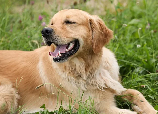 The Bite Force of a Golden Retriever