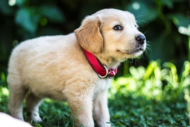 When to Neuter Golden Retriever