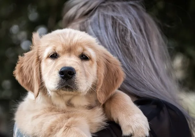 When to Neuter Golden Retriever