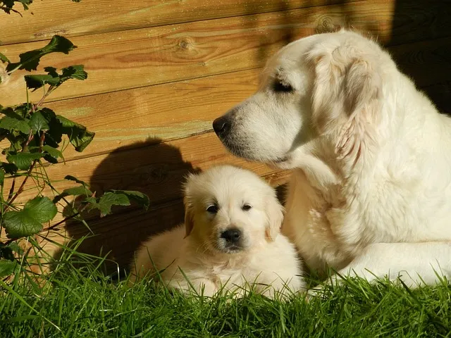 When to Neuter Golden Retriever