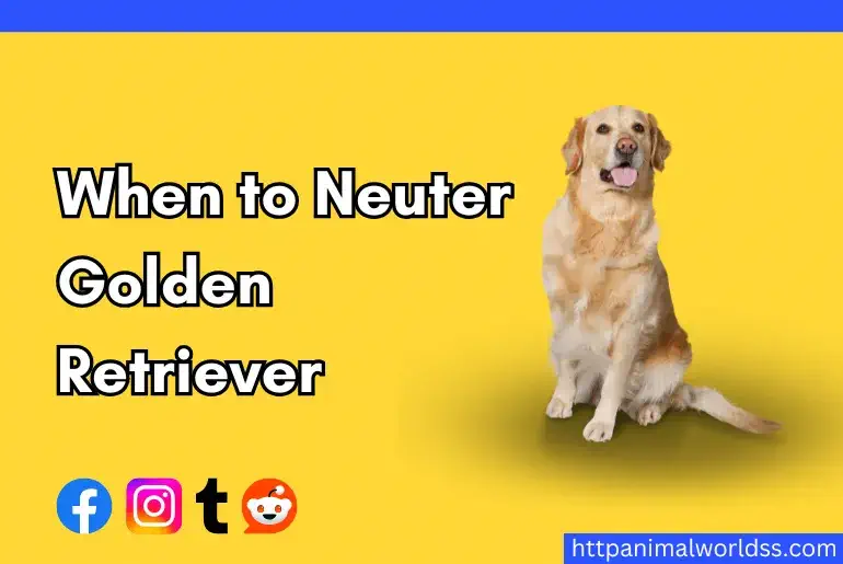 When to Neuter Golden Retriever